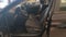 2025 Volkswagen Jetta 4p Confortline L4/1.4/T Aut